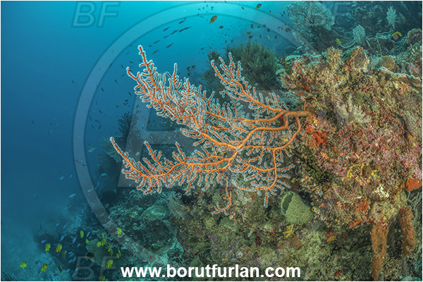 Dangeda, Milne Bay, Papua New Guinea, Pacific ocean, Semperina rubra, Semperina, Anthothelidae, Red sea fan, Sea fan, Coral, Cnidaria, Cnidarian, Reef