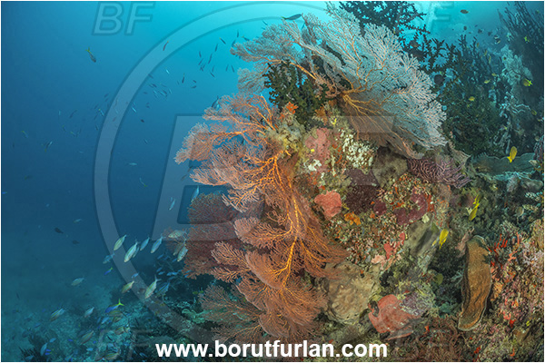 Dangeda, Milne Bay, Papua New Guinea, Pacific ocean, Melithaea sp., Melithaea, Melithaeidae, Sea fan, Coral, Cnidaria, Cnidarian, Reef