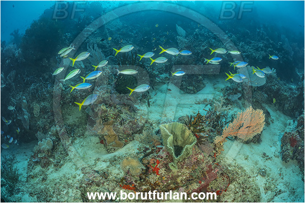 Dangeda, Milne Bay, Papua New Guinea, Pacific ocean, Pterocaesio tile, Pterocaesio, Caesio cuning, Caesio, Caesionidae, Dark-banded fusilier, Redbelly yellowtail fusilier, Fusilier, Fish, Fish school, Reef