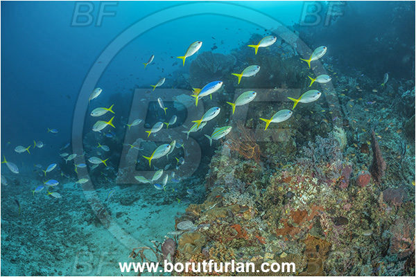 Dangeda, Milne Bay, Papua New Guinea, Pacific ocean, Pterocaesio tile, Pterocaesio, Caesio cuning, Caesio, Caesionidae, Dark-banded fusilier, Redbelly yellowtail fusilier, Fusilier, Fish, Fish school, Reef