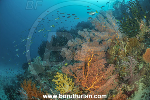 Dangeda, Milne Bay, Papua New Guinea, Pacific ocean, Melithaea sp., Melithaea, Melithaeidae, Sea fan, Coral, Cnidaria, Cnidarian, Reef, Fish, Fish school