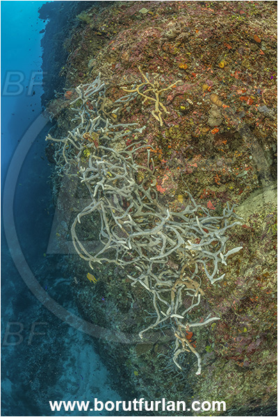 Kehelala Cape, Papua New Guinea, Pacific ocean, Aplysina cauliformis, Aplysina, Aplysinidae, Row pore rope sponge, Sponge, Porifera, Reef, Wall