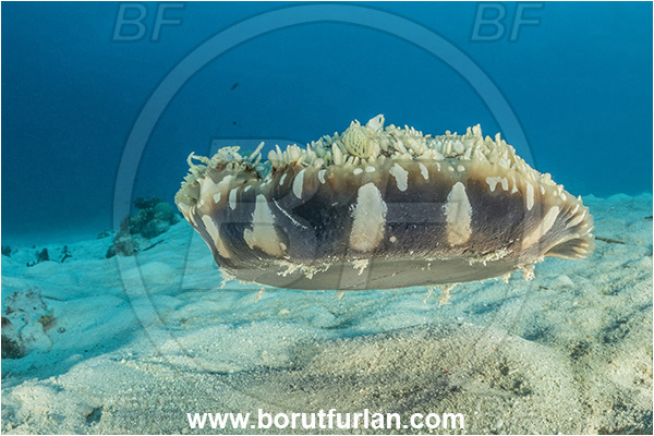 Kehelala Cape, Papua New Guinea, Pacific ocean, Cassiopea andromeda, Cassiopea, Cassiopeidae, Upside down jellyfish, Jellyfish, Anthozoa, Cnidaria, Cnidarian, Sand