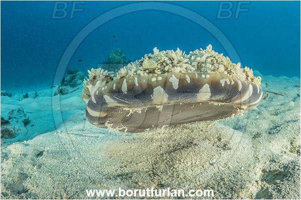 Kehelala Cape, Papua New Guinea, Pacific ocean, Cassiopea andromeda, Cassiopea, Cassiopeidae, Upside down jellyfish, Jellyfish, Anthozoa, Cnidaria, Cnidarian, Sand