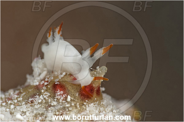 Kehelala Cape, Papua New Guinea, Pacific ocean, Trapania vitta, Trapania, Goniodorididae, Dorid nudibranch, Nudibranch, Sea slug, Gastropoda, Mollusca, Mollusc