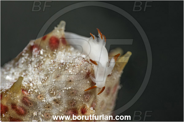 Kehelala Cape, Papua New Guinea, Pacific ocean, Trapania vitta, Trapania, Goniodorididae, Dorid nudibranch, Nudibranch, Sea slug, Gastropoda, Mollusca, Mollusc