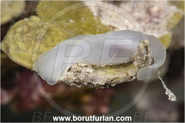 Kehelala Cape, Papua New Guinea, Pacific ocean, Chelidonura electra, Chelidonura, Aglajidae, Headshield Slug, Nudibranch, Sea slug, Gastropoda, Mollusca, Mollusc