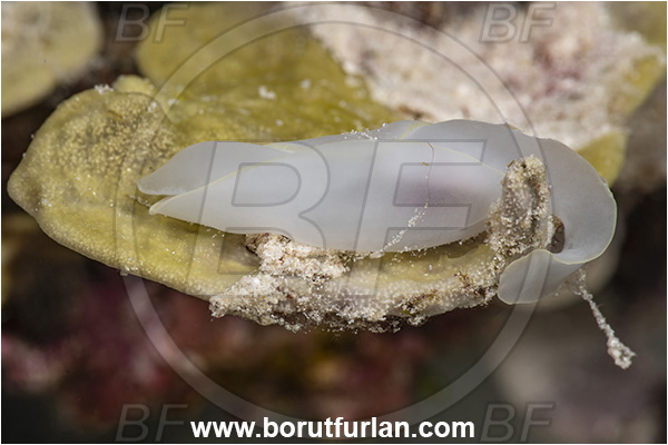 Kehelala Cape, Papua New Guinea, Pacific ocean, Chelidonura electra, Chelidonura, Aglajidae, Headshield Slug, Nudibranch, Sea slug, Gastropoda, Mollusca, Mollusc