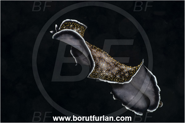 Kehelala Cape, Papua New Guinea, Pacific ocean, Thysanozoon nigropapillosum, Thysanozoon, Pseudocerotidae, Gold-dotted Flatworm, Flatworm, Platyhelminthes, Swimming