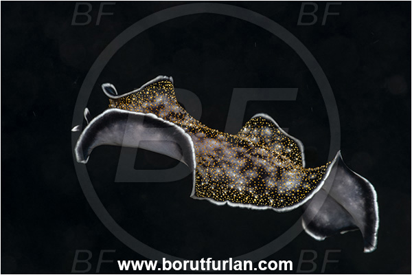 Kehelala Cape, Papua New Guinea, Pacific ocean, Thysanozoon nigropapillosum, Thysanozoon, Pseudocerotidae, Gold-dotted Flatworm, Flatworm, Platyhelminthes, Swimming
