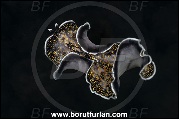 Kehelala Cape, Papua New Guinea, Pacific ocean, Thysanozoon nigropapillosum, Thysanozoon, Pseudocerotidae, Gold-dotted Flatworm, Flatworm, Platyhelminthes, Swimming
