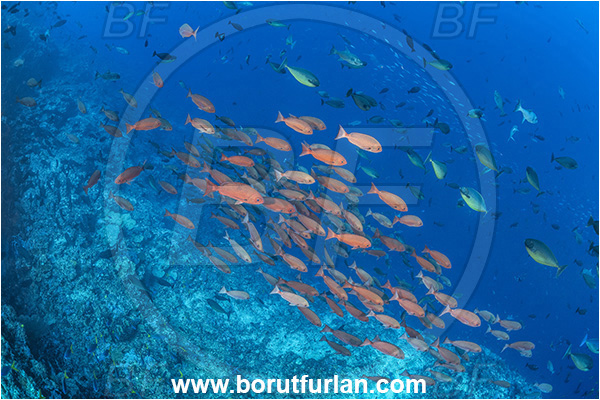 Cape Vogel, Papua New Guinea, Pacific ocean, Naso hexacanthus, Naso, Acanthuridae, Sleek unicornfish, Unicornfish, Surgeonfish, Pinjalo lewisi, Pinjalo, Lutjanidae, Slender pinjalo, Snapper, Fish, Fish school, Reef
