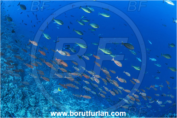 Cape Vogel, Papua New Guinea, Pacific ocean, Naso hexacanthus, Naso, Acanthuridae, Sleek unicornfish, Unicornfish, Surgeonfish, Pinjalo lewisi, Pinjalo, Lutjanidae, Slender pinjalo, Snapper, Fish, Fish school, Reef