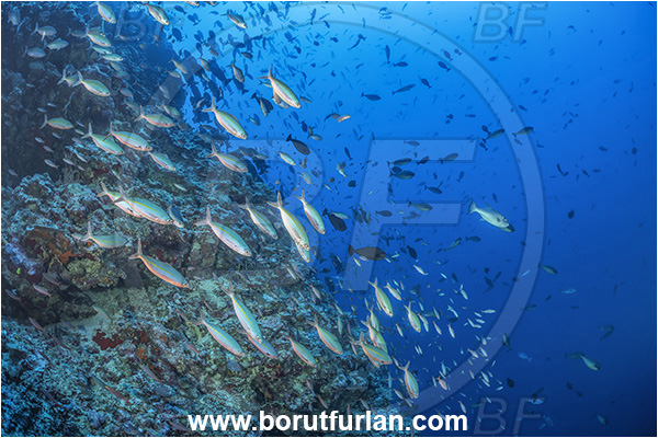 Cape Vogel, Papua New Guinea, Pacific ocean, Pterocaesio marri, Pterocaesio, Caesionidae, Marr