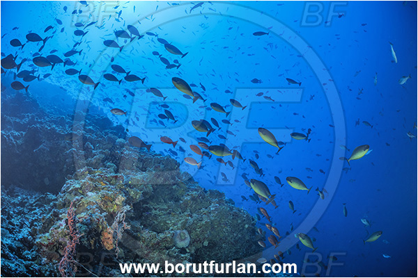 Cape Vogel, Papua New Guinea, Pacific ocean, Naso hexacanthus, Naso, Acanthuridae, Sleek unicornfish, Unicornfish, Surgeonfish, Fish, Fish school, Reef
