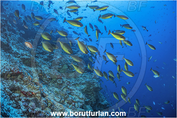 Cape Vogel, Papua New Guinea, Pacific ocean, Naso hexacanthus, Naso, Acanthuridae, Sleek unicornfish, Unicornfish, Surgeonfish, Fish, Fish school, Reef