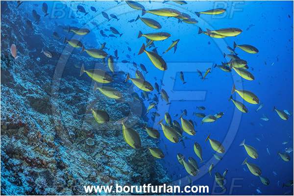 Cape Vogel, Papua New Guinea, Pacific ocean, Naso hexacanthus, Naso, Acanthuridae, Sleek unicornfish, Unicornfish, Surgeonfish, Fish, Fish school, Reef