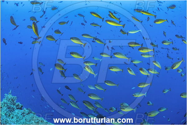 Cape Vogel, Papua New Guinea, Pacific ocean, Naso hexacanthus, Naso, Acanthuridae, Sleek unicornfish, Unicornfish, Surgeonfish, Fish, Fish school, Reef