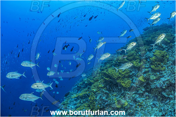 Cape Vogel, Papua New Guinea, Pacific ocean, Caranx sexfasciatus, Caranx, Carangidae, Bigeye trevally, Trevally, Fish, Fish school, Reef, Coral, Cnidaria, Cnidarian