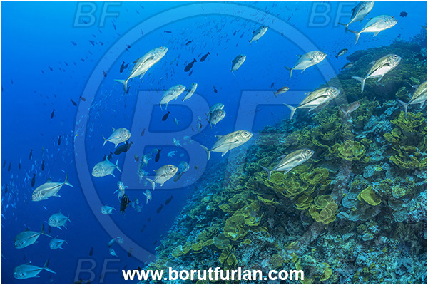 Cape Vogel, Papua New Guinea, Pacific ocean, Caranx sexfasciatus, Caranx, Carangidae, Bigeye trevally, Trevally, Fish, Fish school, Reef, Coral, Cnidaria, Cnidarian