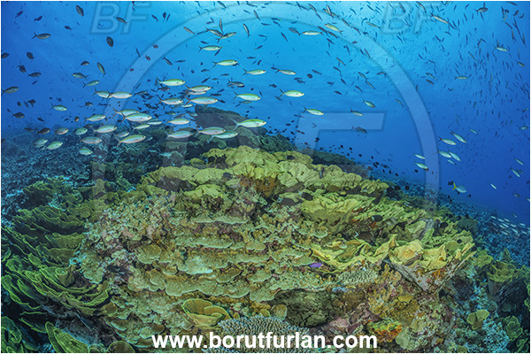 Cape Vogel, Papua New Guinea, Pacific ocean, Pterocaesio marri, Pterocaesio, Caesionidae, Marr