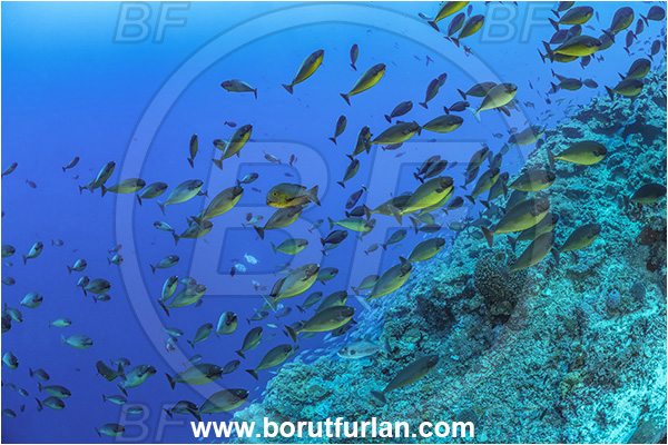 Cape Vogel, Papua New Guinea, Pacific ocean, Naso hexacanthus, Naso, Acanthuridae, Sleek unicornfish, Unicornfish, Surgeonfish, Fish, Fish school, Reef