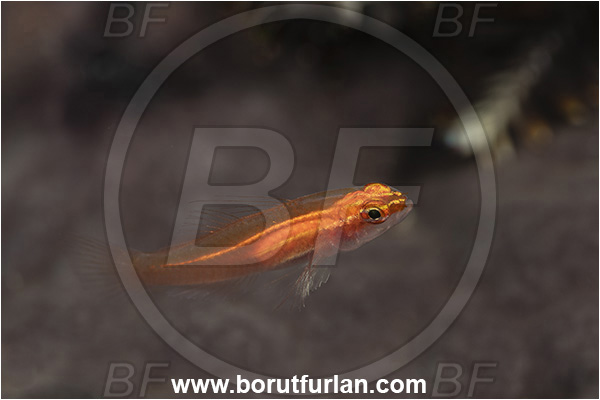 Goodenough Island, Papua New Guinea, Pacific ocean, Eviota pellucida, Eviota, Gobiidae, Neon Pygmy Goby, Transparent Pygmy Goby, Goby, Fish