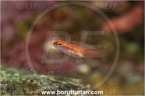 Goodenough Island, Papua New Guinea, Pacific ocean, Eviota pellucida, Eviota, Gobiidae, Neon Pygmy Goby, Transparent Pygmy Goby, Goby, Fish