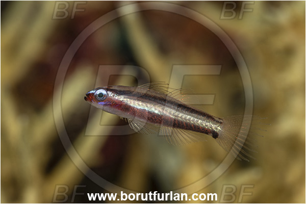 Goodenough Island, Papua New Guinea, Pacific ocean, Eviota bifasciata, Eviota, Gobiidae, Twostripe Pygmy Goby, Goby, Fish