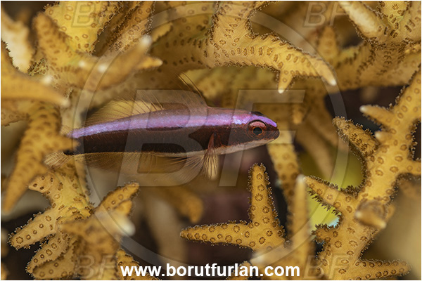 Goodenough Island, Papua New Guinea, Pacific ocean, Eviota dorsopurpurea, Eviota, Gobiidae, Purple-back pigmy goby, Goby, Fish