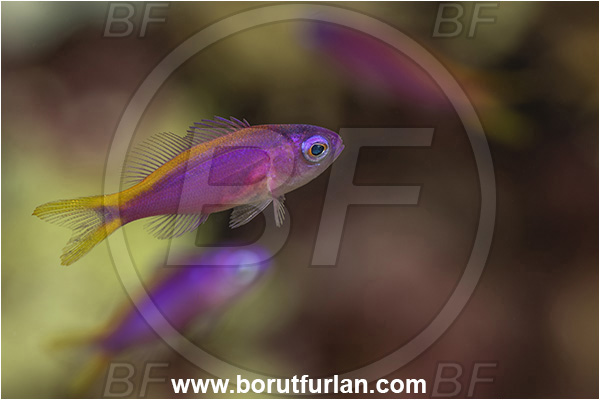 Goodenough Island, Papua New Guinea, Pacific ocean, Pseudanthias tuka, Pseudanthias, Serranidae, Yellowstriped fairy basslet, Fairy basslet, Fish, Juvenile