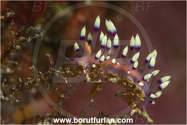 Goodenough Island, Papua New Guinea, Pacific ocean, Coryphellina exoptata, Coryphellina, Flabellinidae, Violet Flabellina, Aeolid nudibranch, Gastropoda, Mollusca, Mollusc, Nudibranch