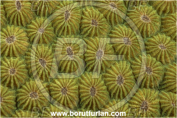 Goodenough Island, Papua New Guinea, Pacific ocean, Diploastrea heliopora, Diploastrea, Diploastreidae, Honeycomb coral, Coral, Anthozoa, Cnidaria, Cnidarian, Detail, Abstract