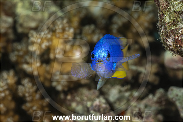 Goodenough Island, Papua New Guinea, Pacific ocean, Pomacentrus coelestis, Pomacentrus, Pomacentridae, Neon damselfish, Damselfish, Fish