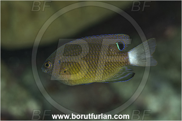 Goodenough Island, Papua New Guinea, Pacific ocean, Pomacentrus vaiuli, Pomacentrus, Pomacentridae, Ocellate Damselfish, Princess Damselfish, Damselfish, Fish