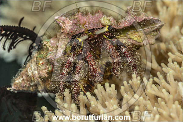 Goodenough Island, Papua New Guinea, Pacific ocean, Dardanus lagopodes, Dardanus, Diogenidae, Crustacea, Crustacean, Hairy red hermit crab, Hermit Crab, Crab