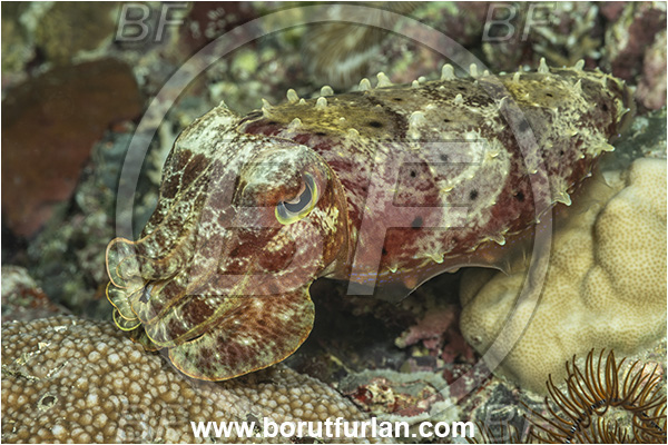 Goodenough Island, Papua New Guinea, Pacific ocean, Sepia latimanus, Sepia, Sepiidae, Cephalopoda, Mollusca, Mollusc, Broadclub Cuttlefish, Cuttlefish