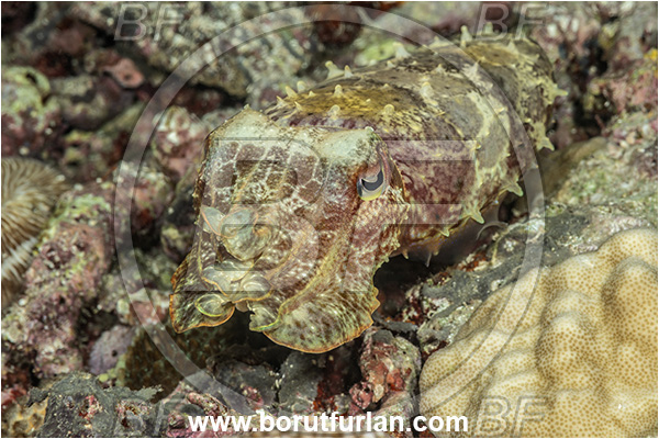 Goodenough Island, Papua New Guinea, Pacific ocean, Sepia latimanus, Sepia, Sepiidae, Cephalopoda, Mollusca, Mollusc, Broadclub Cuttlefish, Cuttlefish