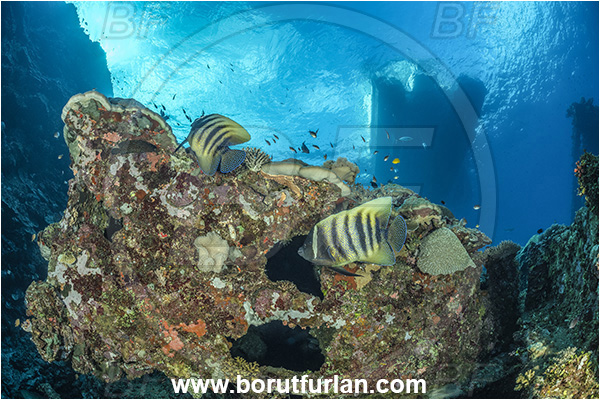 Star Reefs, Solomon Sea, Papua New Guinea, Pacific ocean, Pomacanthus sexstriatus, Pomacanthus, Sixbar Angelfish, Angelfish, Pomacanthidae, Fish, Reef