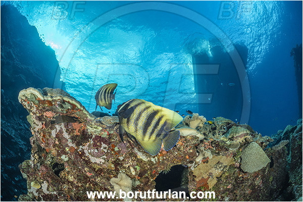 Star Reefs, Solomon Sea, Papua New Guinea, Pacific ocean, Pomacanthus sexstriatus, Pomacanthus, Sixbar Angelfish, Angelfish, Pomacanthidae, Fish, Reef