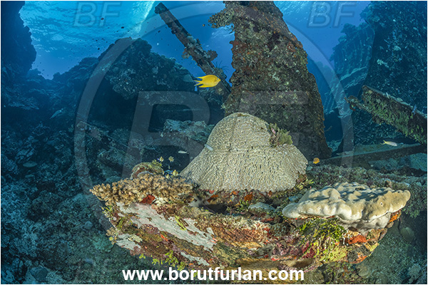 Star Reefs, Solomon Sea, Papua New Guinea, Pacific ocean, SS Russell H. Chittenden wreck, Wreck