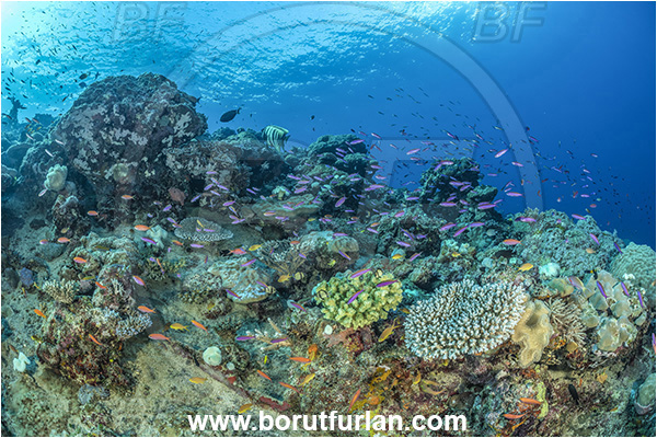 Star Reefs, Solomon Sea, Papua New Guinea, Pacific ocean, Cnidaria, Cnidarian, Coral, Reef, Fish, Fish school