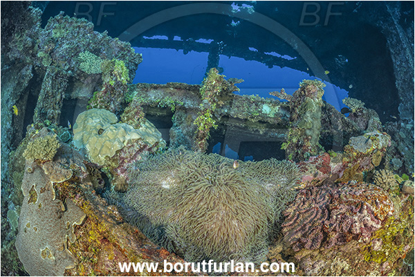 Star Reefs, Solomon Sea, Papua New Guinea, Pacific ocean, SS Russell H. Chittenden wreck, Wreck, Heteractis magnifica, Heteractis, Stichodactylidae, Magnificent Sea Anemone, Anemone, Anthozoa, Cnidaria, Cnidarian