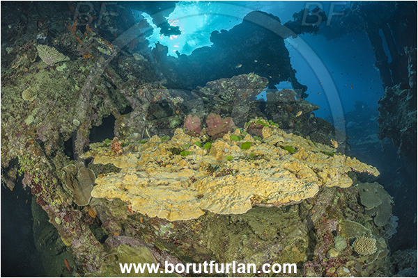 Star Reefs, Solomon Sea, Papua New Guinea, Pacific ocean, SS Russell H. Chittenden wreck, Wreck, Coral, Anthozoa, Cnidaria, Cnidarian