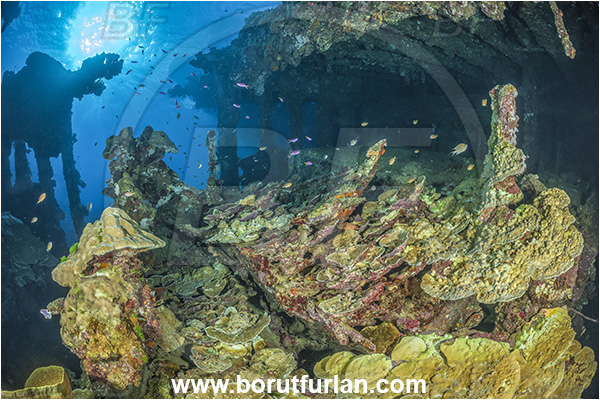 Star Reefs, Solomon Sea, Papua New Guinea, Pacific ocean, SS Russell H. Chittenden wreck, Wreck