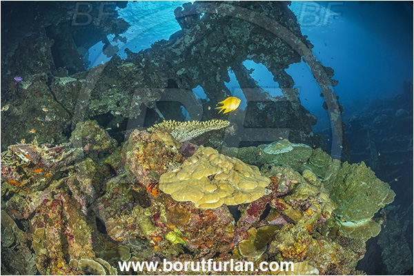 Star Reefs, Solomon Sea, Papua New Guinea, Pacific ocean, SS Russell H. Chittenden wreck, Wreck
