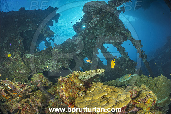 Star Reefs, Solomon Sea, Papua New Guinea, Pacific ocean, SS Russell H. Chittenden wreck, Wreck