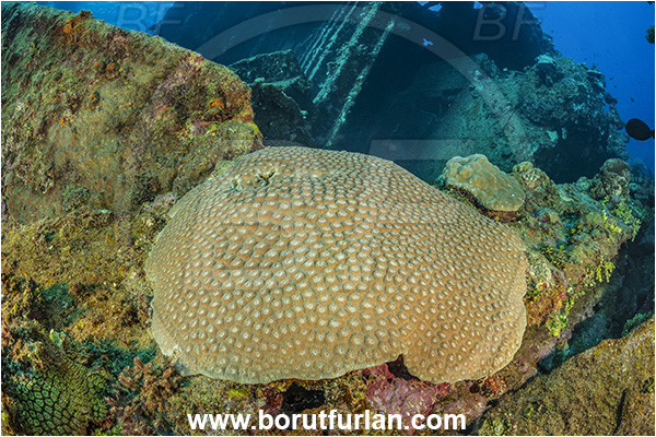 Star Reefs, Solomon Sea, Papua New Guinea, Pacific ocean, SS Russell H. Chittenden wreck, Wreck, Diploastrea heliopora, Diploastrea, Diploastreidae, Honeycomb coral, Coral, Anthozoa, Cnidaria, Cnidarian
