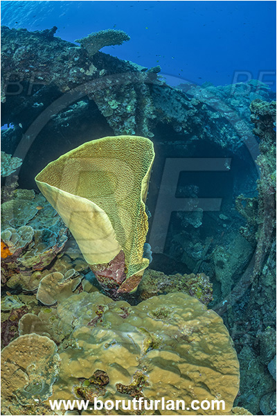 Star Reefs, Solomon Sea, Papua New Guinea, Pacific ocean, SS Russell H. Chittenden wreck, Wreck, Turbinaria frondens, Turbinaria, Dendrophylliidae, Anthozoa, Cnidaria, Cnidarian, Yellow Cup Coral, Coral