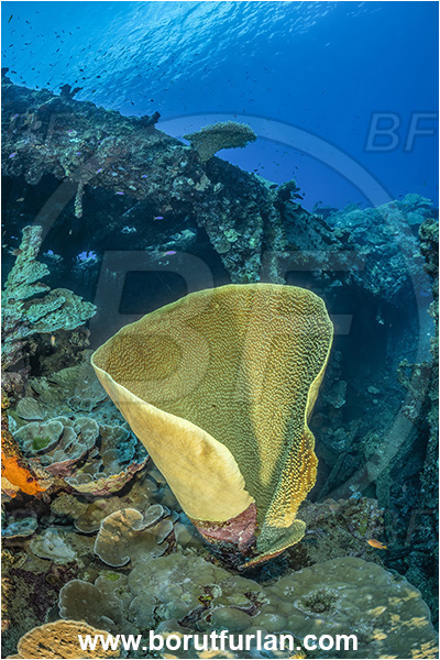 Star Reefs, Solomon Sea, Papua New Guinea, Pacific ocean, SS Russell H. Chittenden wreck, Wreck, Turbinaria frondens, Turbinaria, Dendrophylliidae, Anthozoa, Cnidaria, Cnidarian, Yellow Cup Coral, Coral